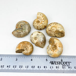Ammonite Tumbled