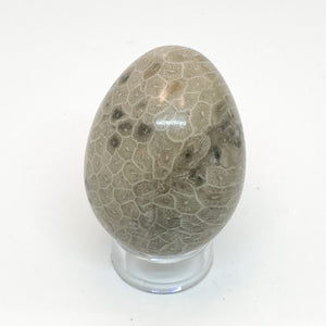 Coral Yoni Egg