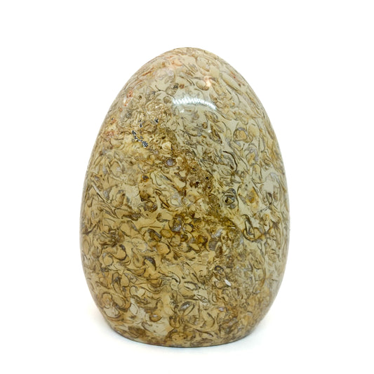 Fossilized Coral Pilar