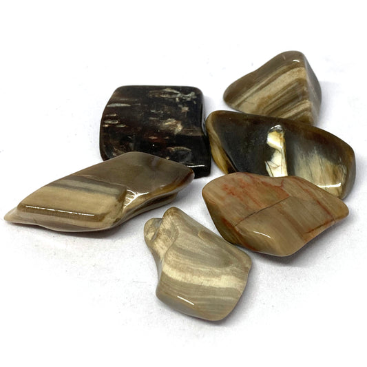 Petrified Wood Peanut Tumbled