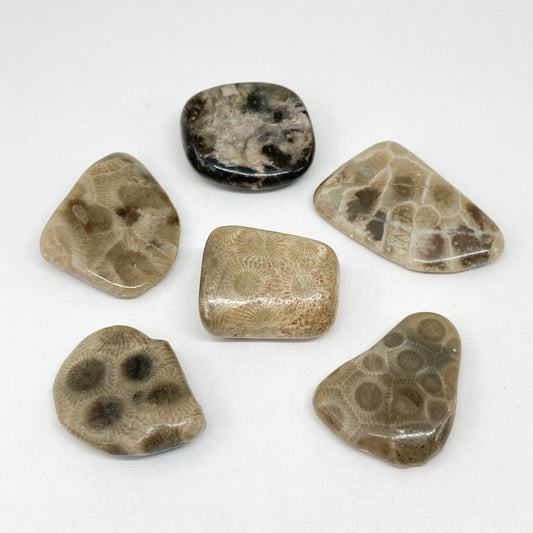 Petoskey stone Tumbled