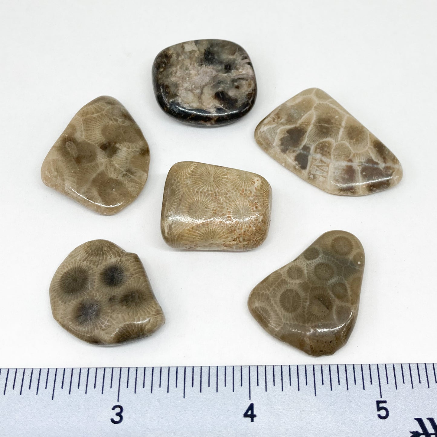 Petoskey stone Tumbled