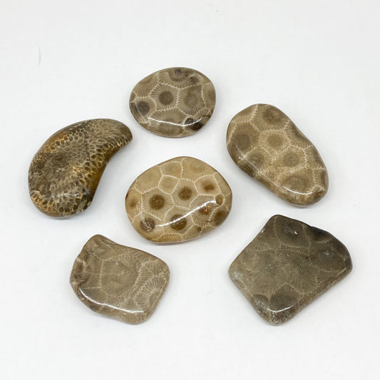 Petoskey stone Tumbled